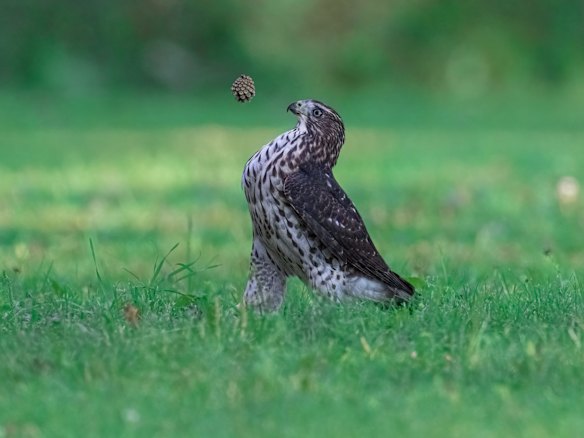 Portfolio Winner: Jia Chen (Oakville, Canada)

Title: 1. Kick-off
Description: The juvenile cooper's hawk has a dream to become a football start. It is practicing. First kick-off.
Animal: Cooper's Hawk
Location of shot: Ontario, Canada Supplied PR image for Traveller, check for reuse. Comedy Wildlife Photography Awards winners 2022