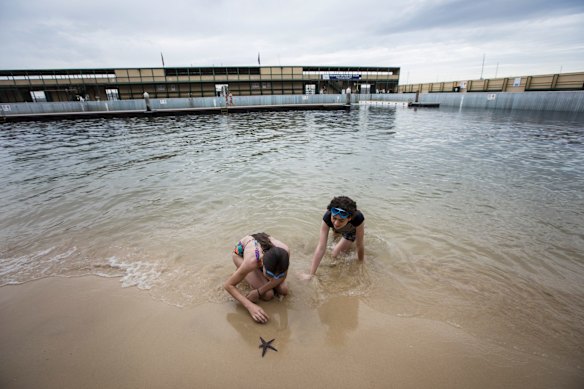 Swimmers find a star fish at Dawn Fraser Baths in 2018. 