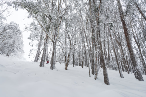 A skier in the alpine ash forests, Mount Buller.