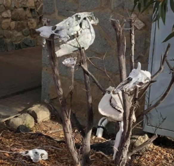 2GB's Ray Hadley posted this photo on its website showing skulls of two horses and possibly a goat and a kangaroo purportedly taken from outside a National Parks and Wildlife Service site in the Kosciuszko National Park. 