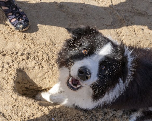 Narrawallee and Mollymook residents gather at Narrawallee beach to walk their dogs.