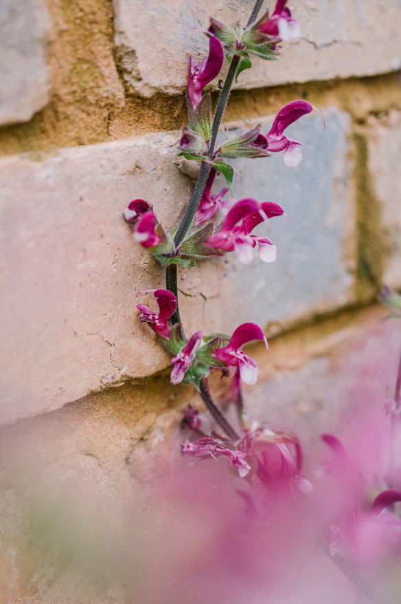 Salvia viscosa photographed for Semmler's book 'Super Bloom'