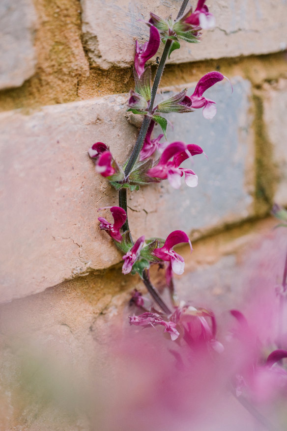 Salvia viscosa photographed for Semmler’s book ‘Super Bloom’