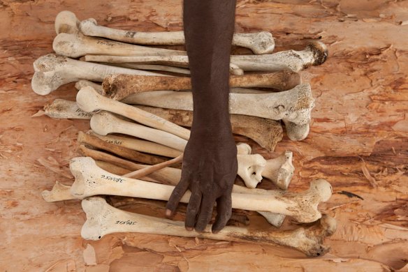 July 19th 2011, step 1 is to unwrap the remains ,as human bones are finally reurned to their ancestral home in Gunbalanya for ceremonial reburial after over 60 years in the posession of the Smithsonian Institution after being collected during a combined Australian and American expedition to Arnhem Land in 1948.