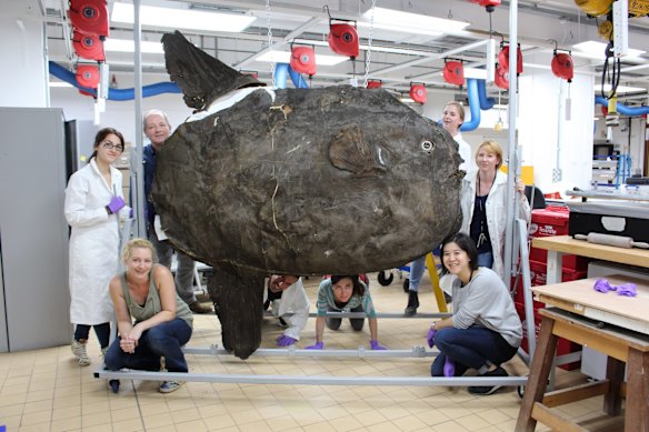 The conservation team, pictured, found a fragment of <i>The Sydney Morning Herald</i> from 1883 inside this sunfish.