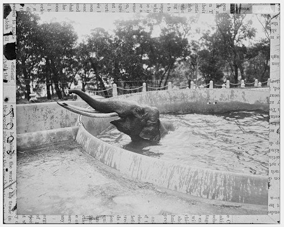 Dundri in elephant house bath, Taronga Zoo February 1917. 