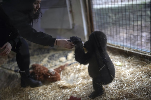 Zeytin, a five-month-old male gorilla, was rescued at Istanbul Airport.