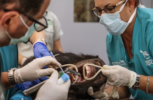 6-year-old chimpanzee Fumo undergoes a health check at the Taronga Wildlife Hospital, Taronga Zoo.