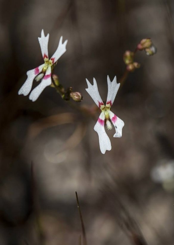 Stylidium calcaratum 