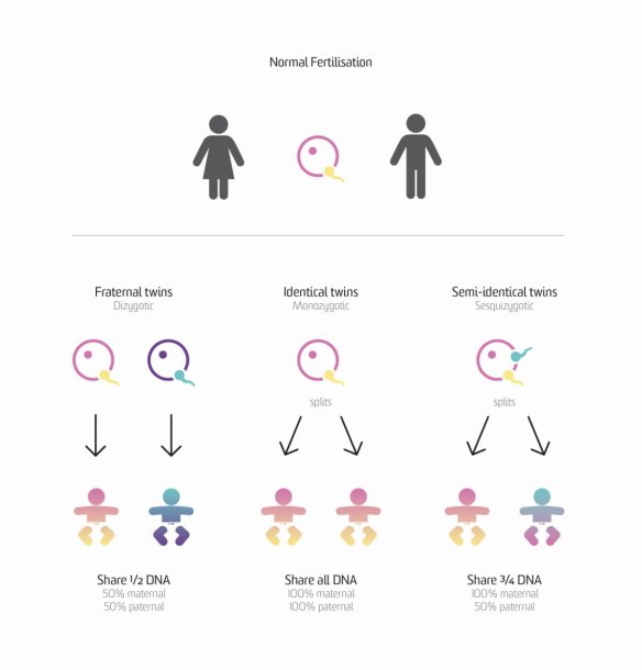 The three different genetic configurations of human twins.