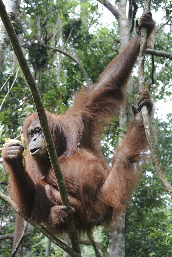 An orangutan comes to the feeding platform. Bukit Lawang, North Sumatra.