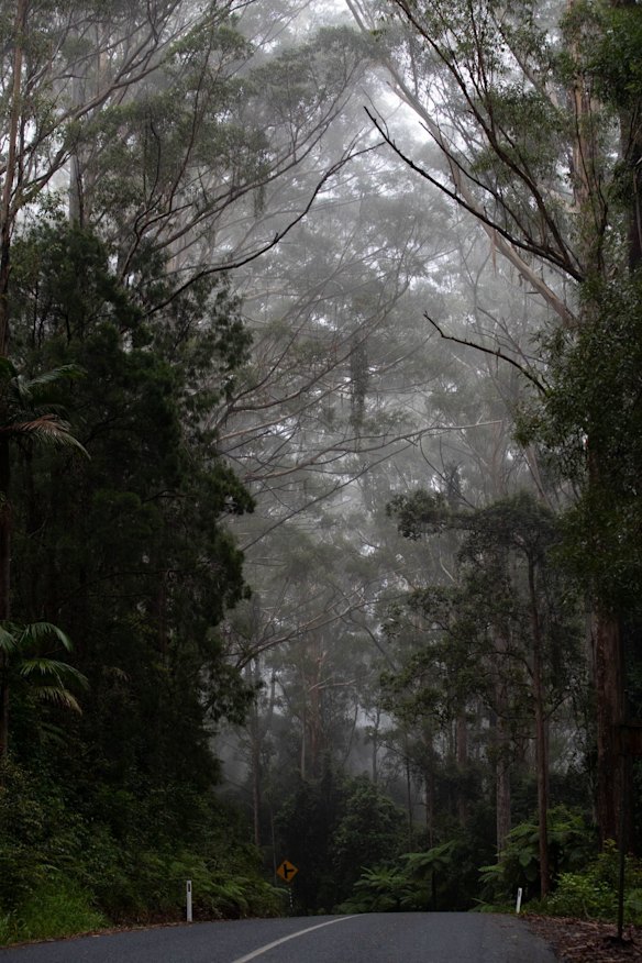 The forest between Doorrigo and Bellingen. 