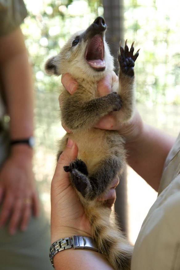 Coati Collection