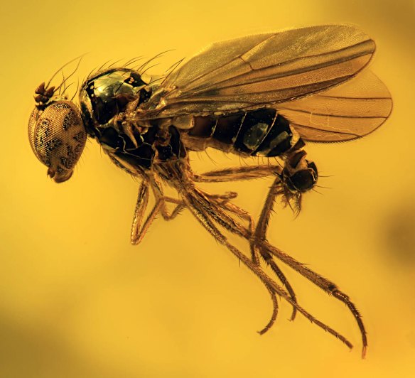 2012 New Scientist Eureka Prize for Science Photography Top Ten. Fly in Amber. This dolichopodid fly is preserved in Baltic amber (some 40 million years old), the world?s most famous amber deposit.