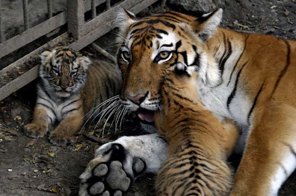 Tiger cubs born in Cali