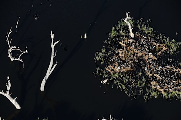 An Ibis colony with thousands of infant birds in the Macquarie Marshes.