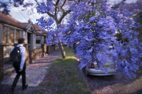 Flowering jacarandas in Cardigan Street, Stanmore. 