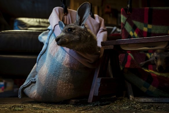 Wildlife Rescue