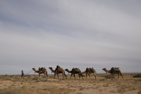  Sophie Matterson walks with her five Camels near Oodnadatta, Australia. Sophie Matterson, 32, is on a 5,000km journey - walking with five camels coast to coast from Australia's western-most point in Shark Bay, Western Australia, to its eastern-most point in Byron Bay, New South Wales. Shortly after setting off on her journey, state border closures and travel restrictions due to COVID-19 meant Sophie crossed the heart of Australia in almost total isolation. 