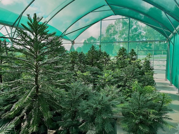 Wollemi Pine tree specimens cultivated for translocation. 