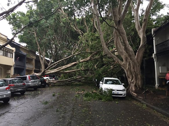 Heavy rain and strong winds brought down a tree in Napier St, Paddington. 