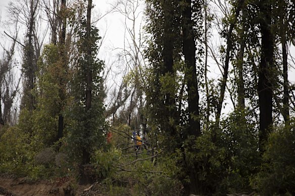 Bushland regeneration in Mallacoota