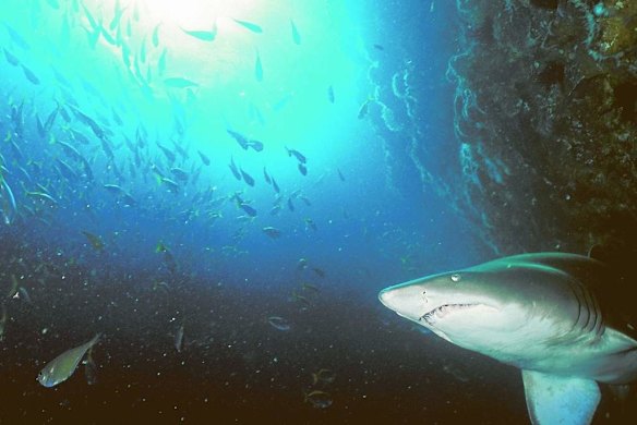 The experience: Diving among grey nurse sharks on the NSW north coast. South West Rocks is about a five-hour drive north of Sydney. South West Rocks Dive Centre has daily charters to Fish Rock Cave. Weekend B&B stays at Smoky Cape Lighthouse cost $250 for two people. southwestrocksdive.com.au; smokycapelighthouse.com.