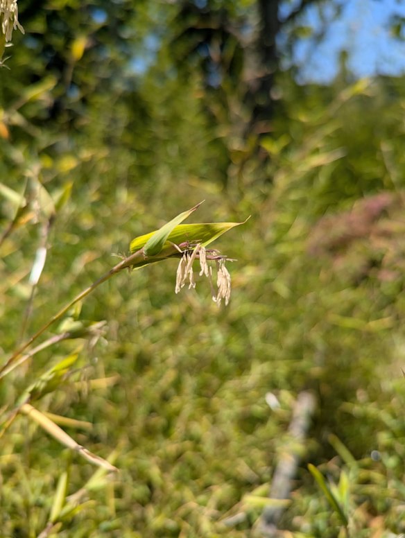 As flores são pequenas e imperceptíveis, mas estão por toda parte.