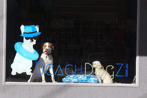 Rusty and Ruby catch the morning sun while keeping an eye on things in Collaroy.