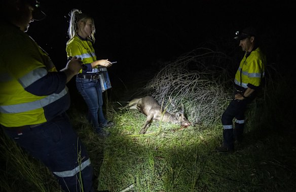 After head shooting a three year old Rusa stag, Biosecurity officers GPS log the kill and collect DNA. Biosecurity officers, from left, Gareth Cleal, Annaliese Geddes and Lee Parker.