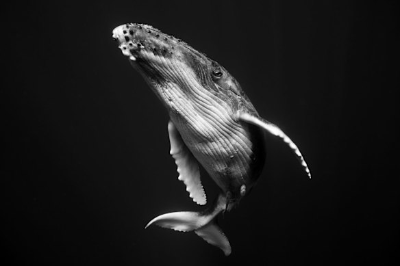 Intimate portraits of the Humpback Whale - Shot on location in Vavau, Tonga.