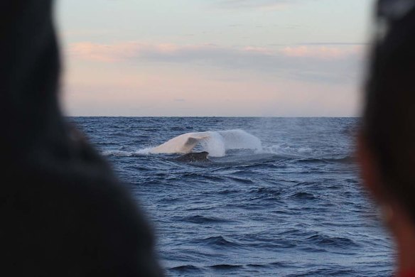 Migaloo whale watching off Botany today.