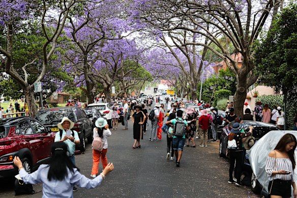 Tourists flock to McDougall Street in Kirribilli for the jacarandas. 