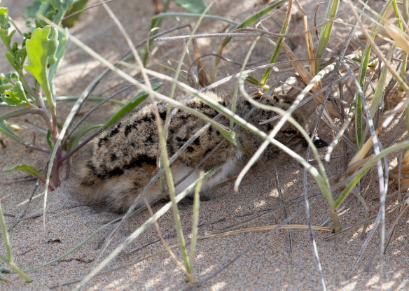 Volunteers donate their time fencing off the vulnerable nests of shorebirds such as this pied oystercatcher chick at South Durras beach on the NSW South Coast.