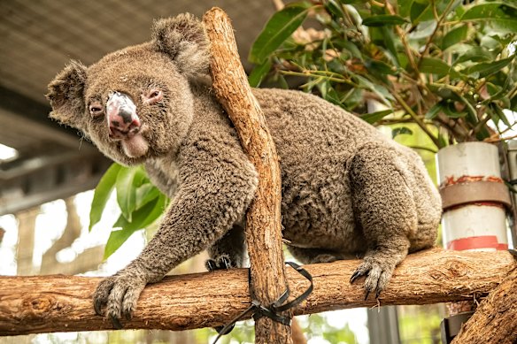 This koala has found a safe haven at Port Macquarie Koala Hospital.