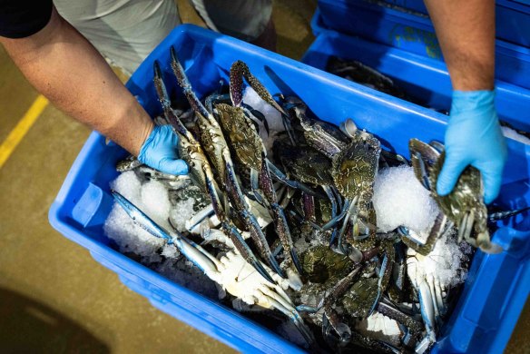 A crate of crabs at the Sydney Fish Market, as fishmongers prepare for a Christmas rush on seafood.