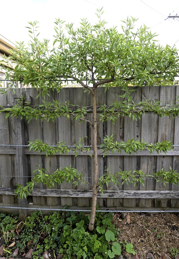An espaliered almond doesn’t take up a lot of room on a side fence in Fisher’s garden.