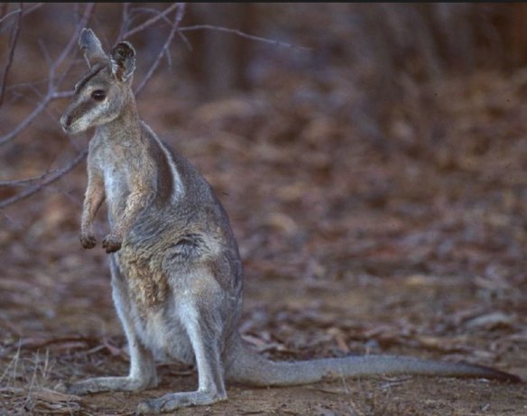 Two small populations of 'bridled' nailtail wallabies in Central Queensland are keeping the species that was previously considered extinct, 'alive'.