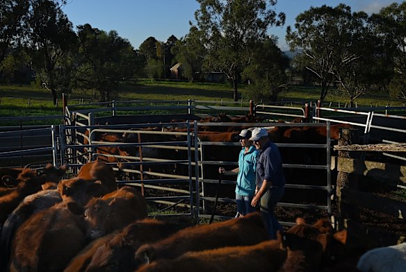 Nic Robertson 52yrs old (left) and her husband Doug Robertson 54yrs old (right) on their cattle farm 'Turanville' near Muswellbrook. Their farm is less than 5km from Dartbrook mine and approximately 4km from the West Muswellbrook exploration lease which has expired. They are supporting Independent Kirsty O'Connell in the Upper Hunter by-election.