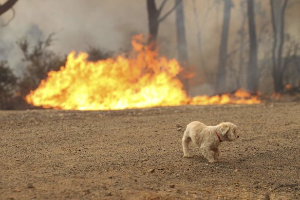 A lost dog runs from an out of control bushfire which is threatening four homes near Newnes train station.