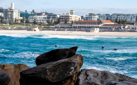 A seal at North Bondi rocks stays safe from rough conditions in the water, May 2021.