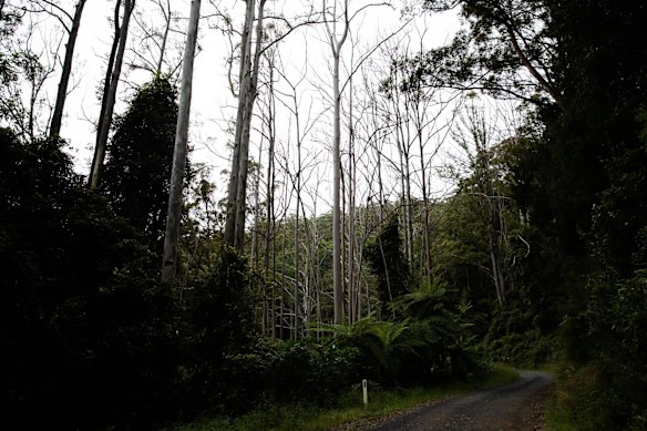 A stand of dead Blue Gums that have died due to the proliferation of the Bell Minor, something that has occurred due to the logging of the forest upsetting the natural ecosystem, according to Mark Graham, an ecologist with Bellingen Nature Tours.