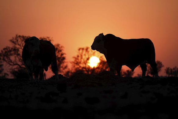 Bulls at Ed Colless' property in Walgett, NSW.