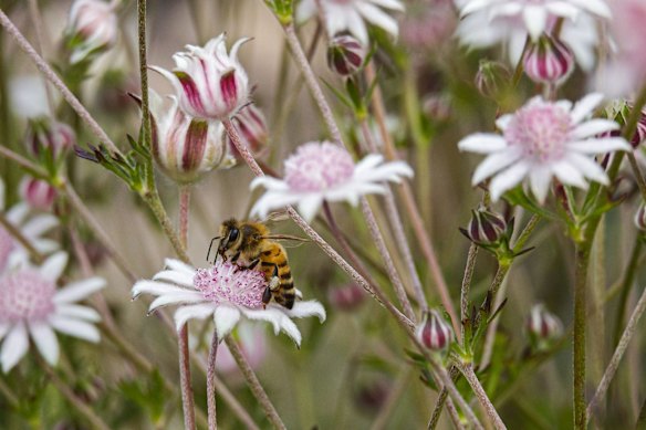 A Bee lands on a Pink Flannel Flower (Actinotus forsythii) near the Golden Stairs lookout in the Blue Mountains National Park.