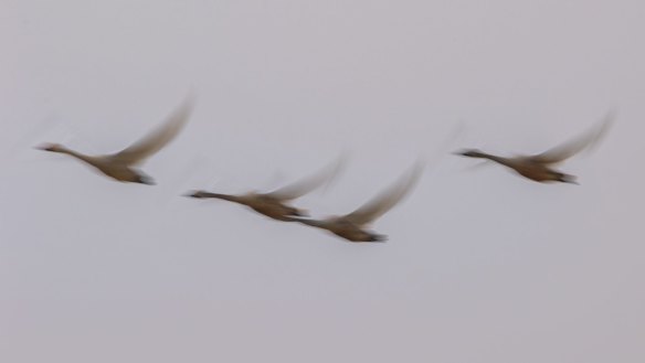 A group of swans take flying training at Poyang Lake. 