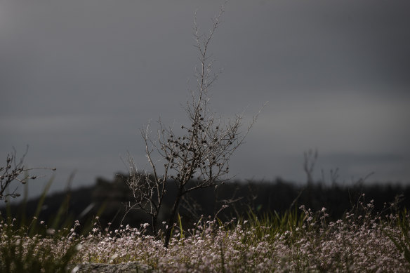 Pink Flannel flowers bloom en masse at Gooch’s Crater near the Gardens of Stone National Park.