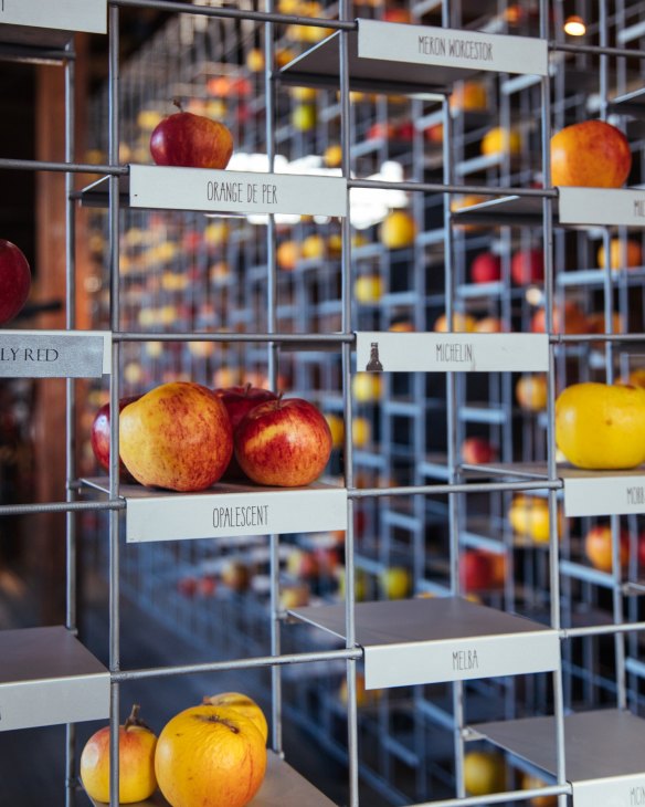 Apple varieties at Willie Smith's Cider.