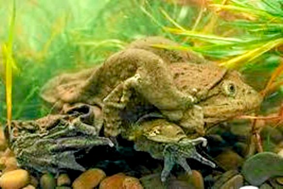 Titicaca scrotum frog