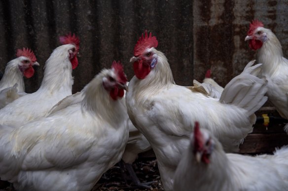 Bresse chickens at Tathra Place Free Range family-run farm.