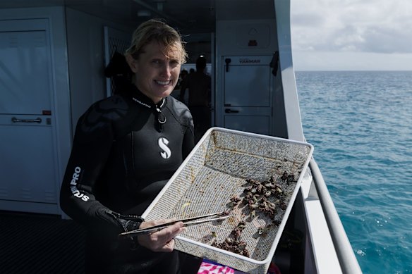 Jenny Edmonson, co owner of Wavelength and Marine Biologist with Drupella Snails, taken from some coral. The snail causes a lot of damage to the reef.